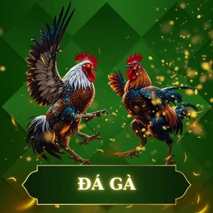 đá gà